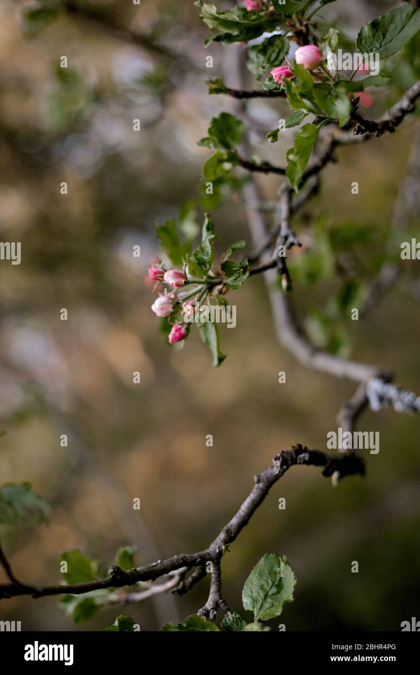 Rami di fiori di mele Foto Stock