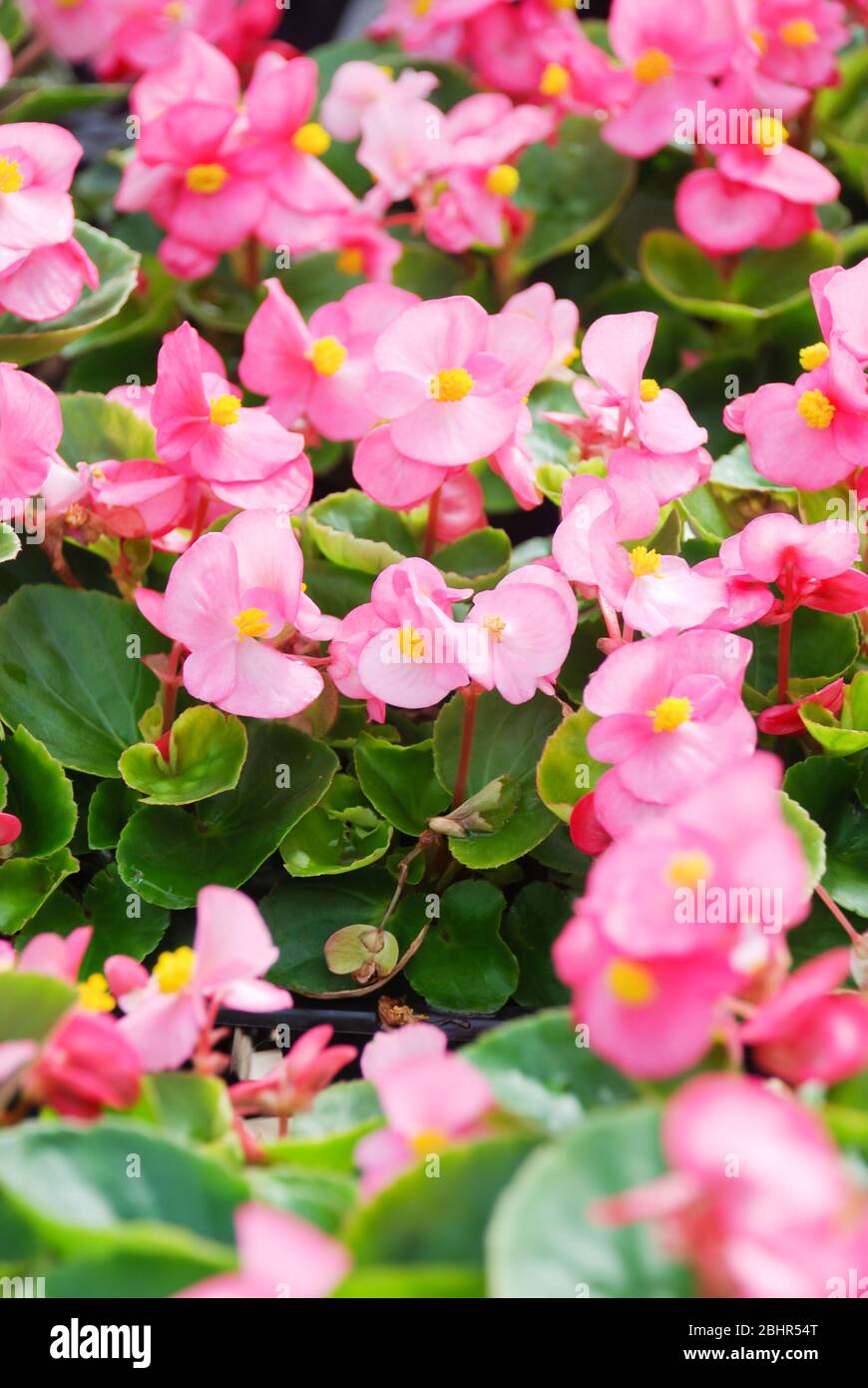 Begonias, semperflorens begonias, nel giardino, begonia in vaso Foto Stock