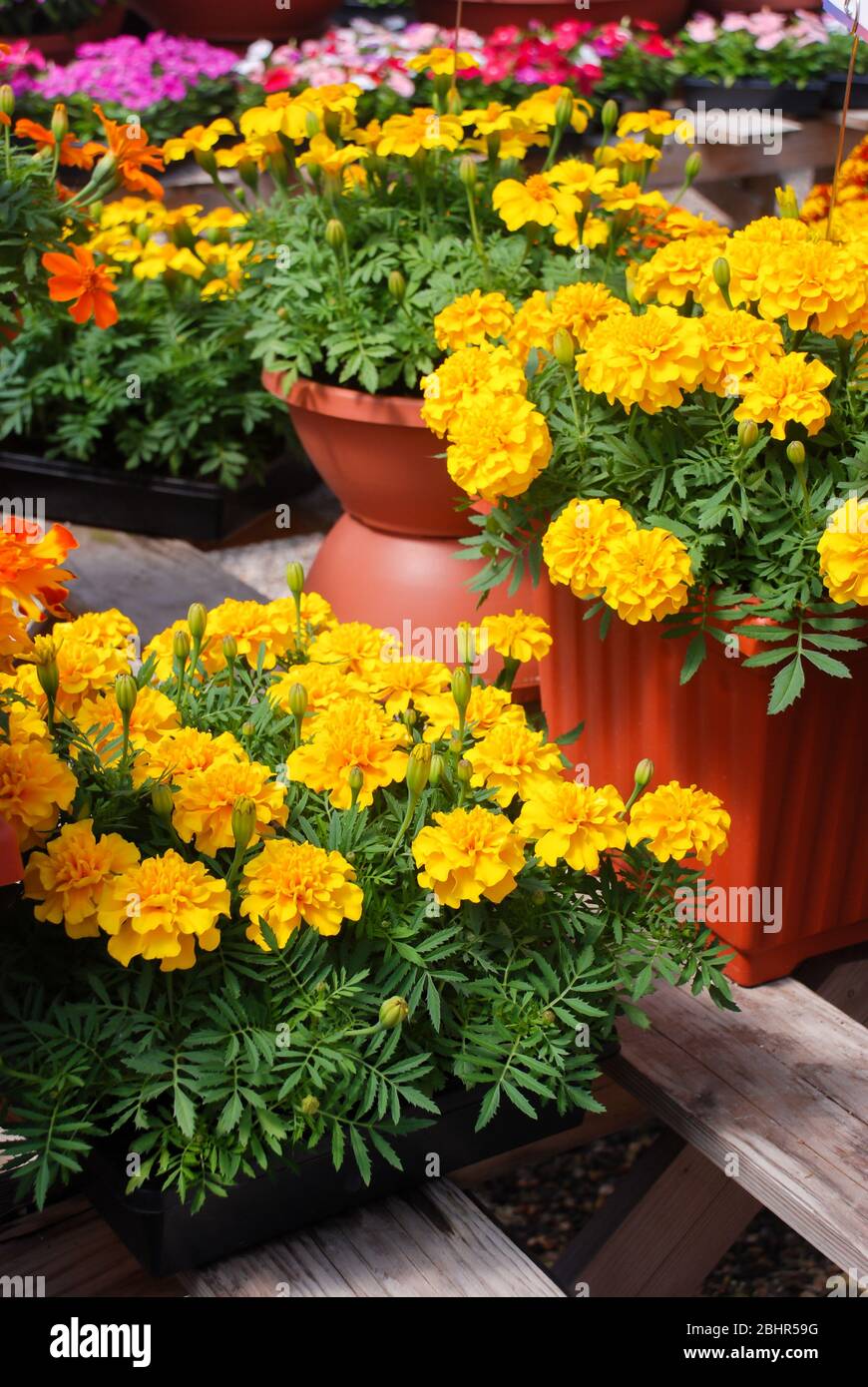Tagetes patula marigola francese in fiore, fiori gialli arancio, foglie verdi, pianta di vaso Foto Stock