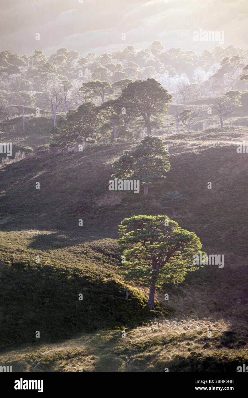 I pini scozzesi a Glen Falloch, Argyll Foto Stock