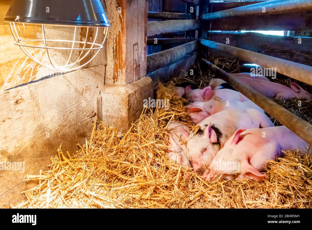 Gruppo di suinetti appena nati che dormono sotto una lampada a caldo in un'azienda agricola biologica olandese Foto Stock