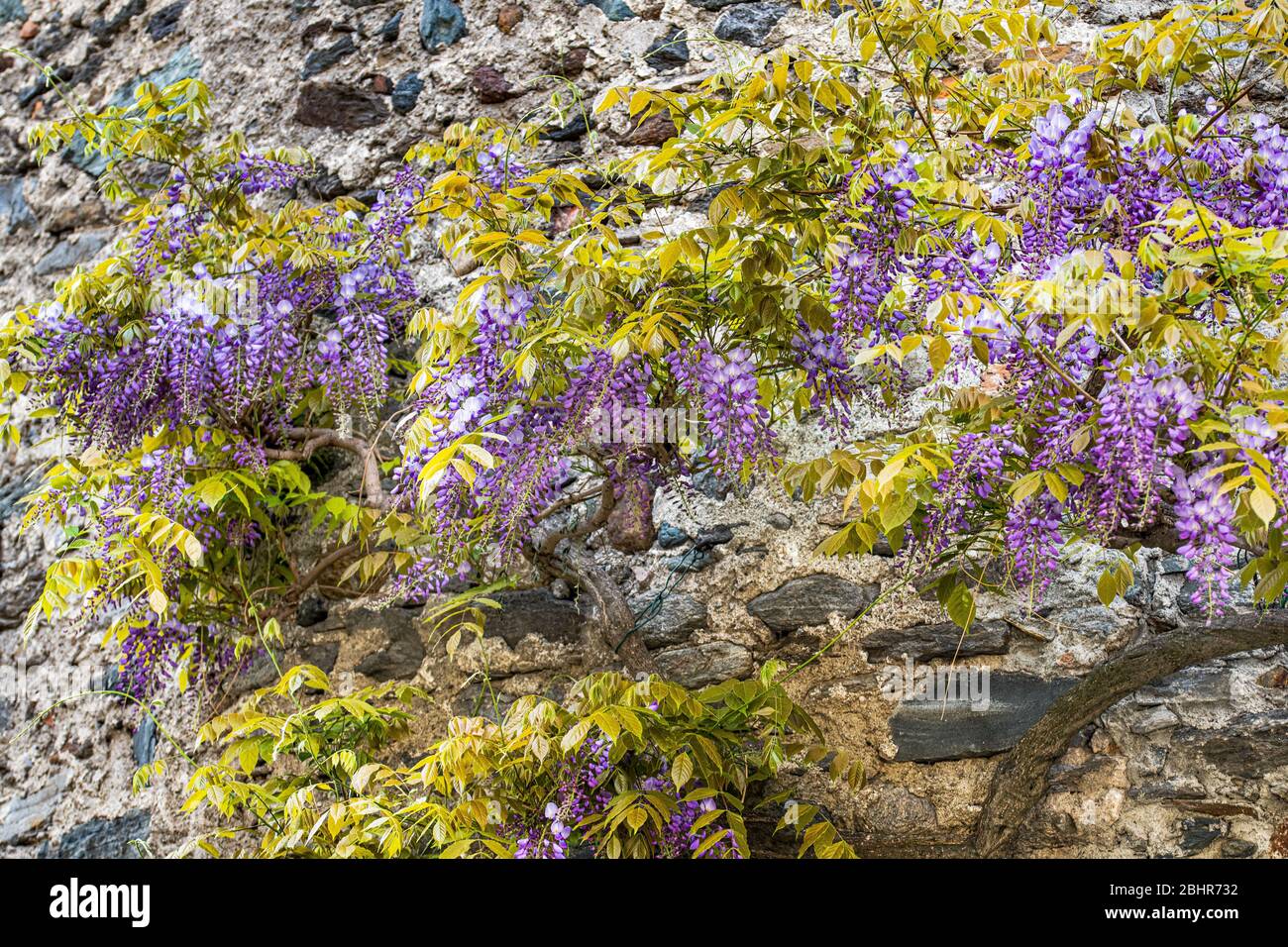 Appendere il glicine viola mazzetti di fiori in primavera Foto Stock