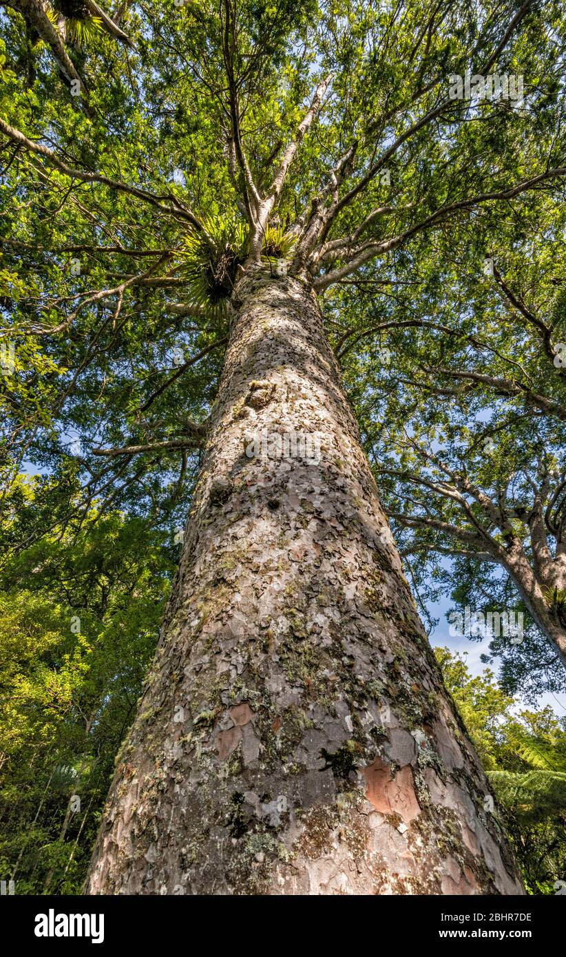 Waiau Kauri Grove, 309 Road, Penisola di Coromandel, Regione di Waikato, Isola del Nord, Nuova Zelanda Foto Stock