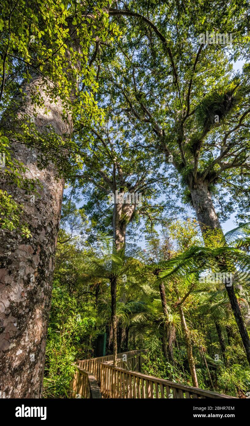 Waiau Kauri Grove, 309 Road, Penisola di Coromandel, Regione di Waikato, Isola del Nord, Nuova Zelanda Foto Stock