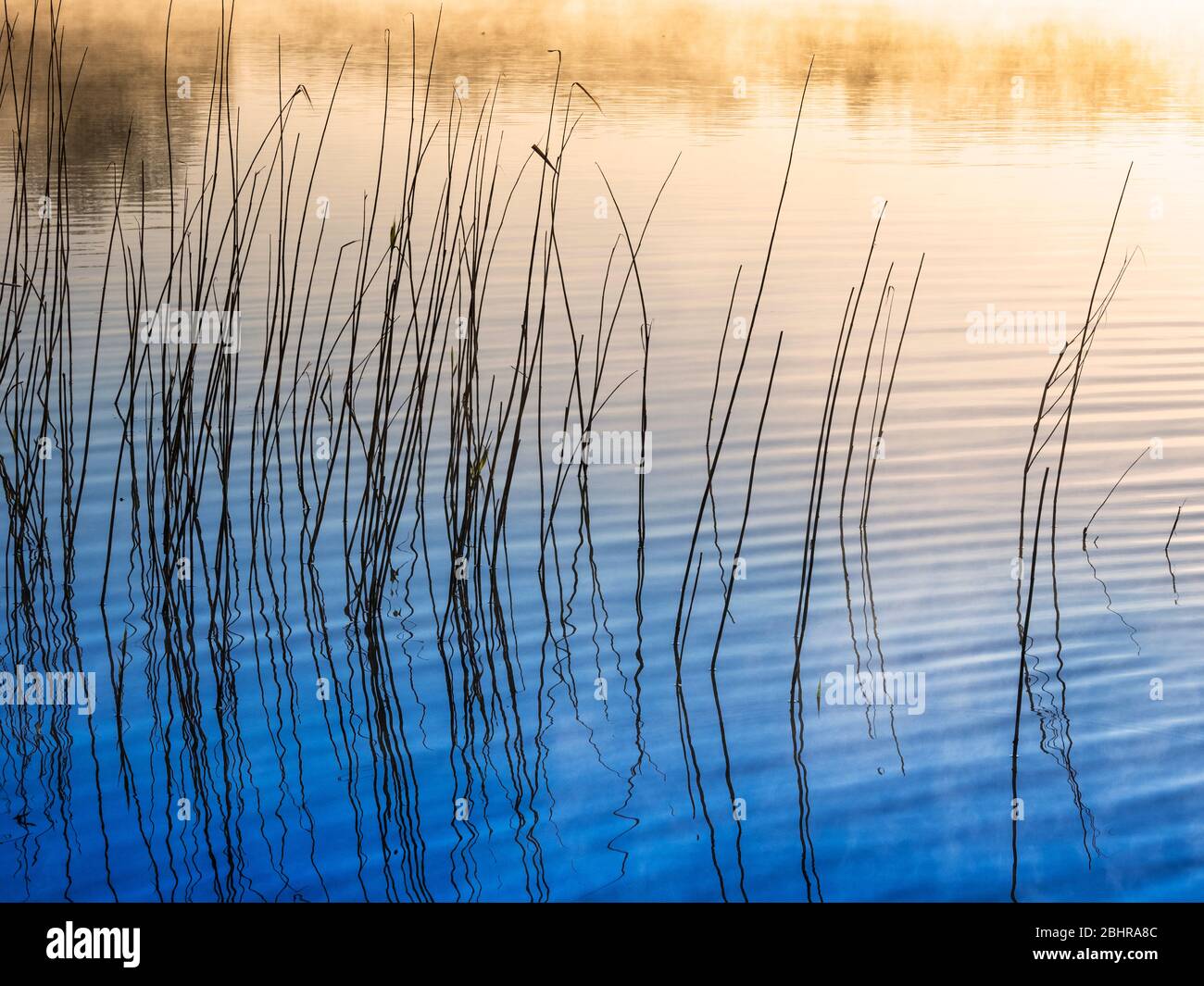 Un'immagine semplice e minimalista, presa attraverso canne al bordo di un lago in una mattinata di prima nebbia. Foto Stock
