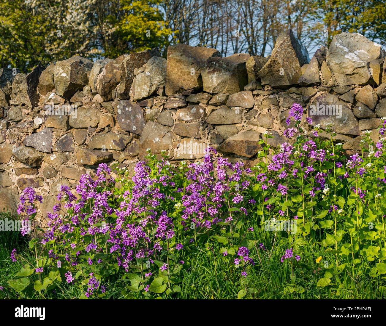 Fiori di rucola di porpora Dame, Hesperis matronalis, che cresce contro il muro di pietra in strada verge, East Lothian, Scozia, Regno Unito Foto Stock