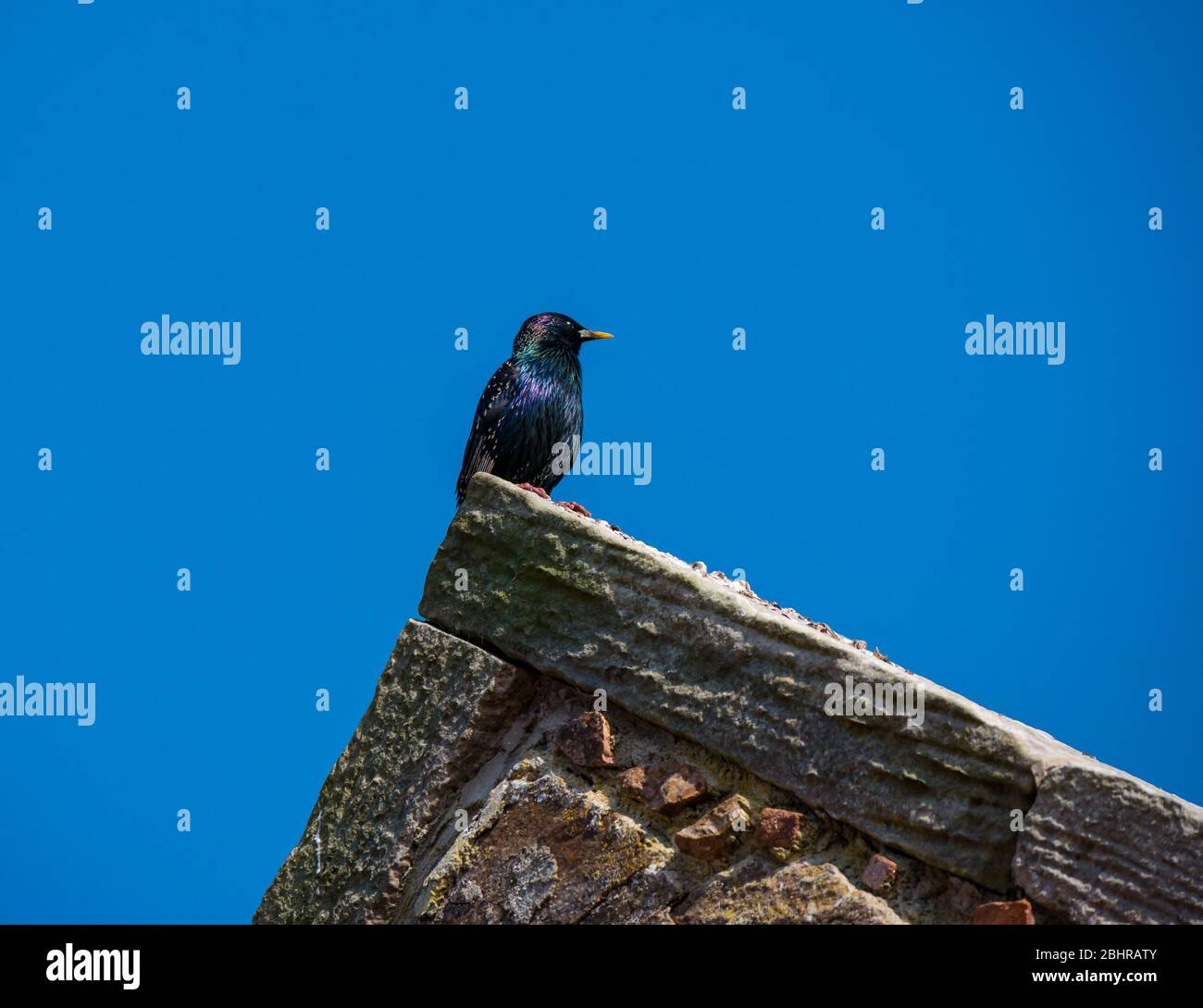 Stellato lucido, Sturnus vulgaris, arroccato su tetto a timpano con cielo blu, Scozia, Regno Unito Foto Stock