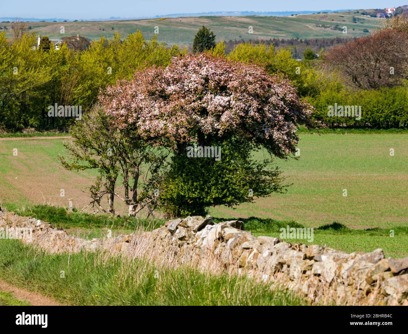 Mela granchio, Malus sylvestris, accanto al muro di pietra arenaria fiorire in primavera sole, East Lothian, Scozia, Regno Unito Foto Stock