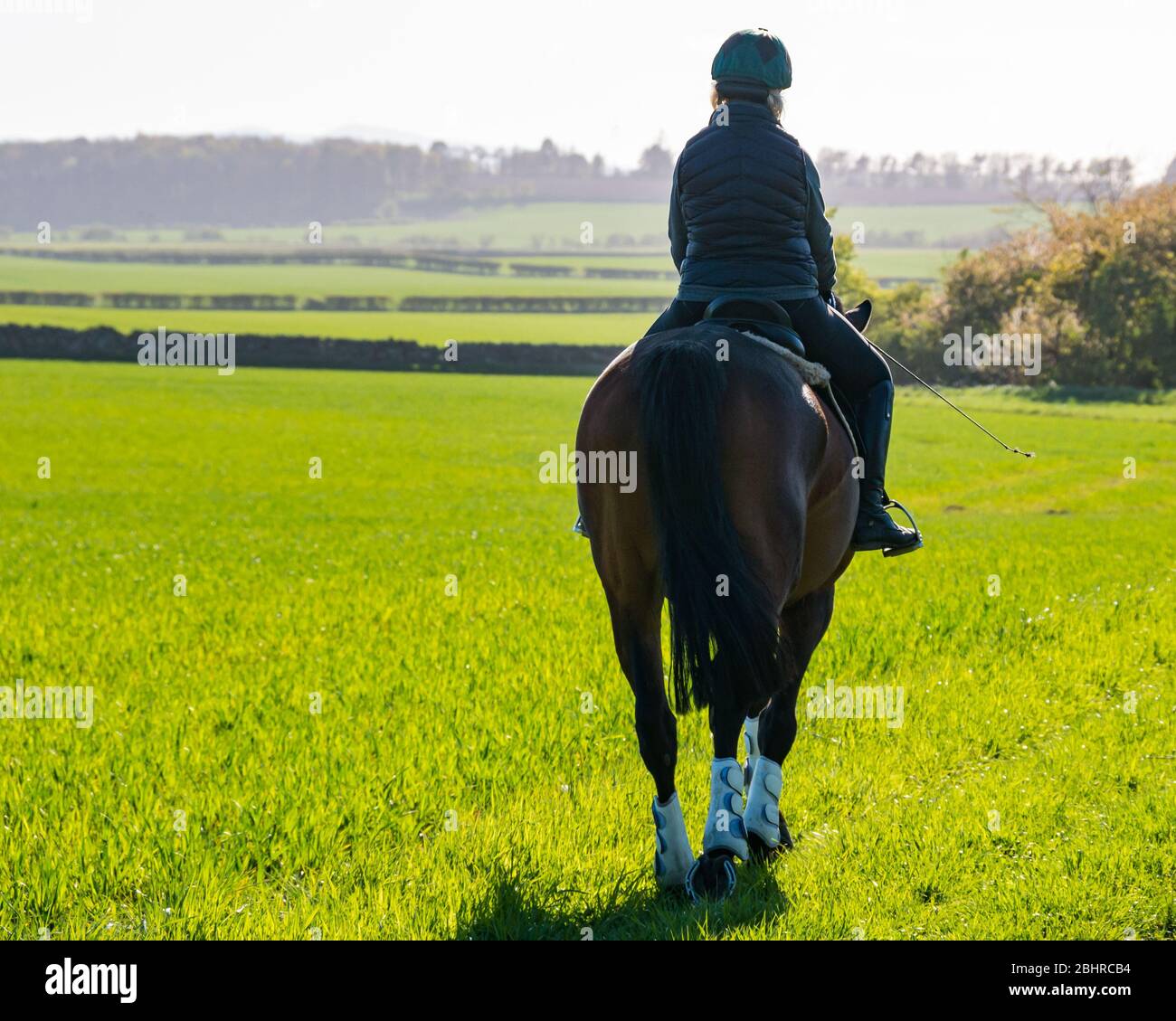 Donna equitazione cavallo sul bordo campo in primavera soleggiata giorno, East Lothian, Scozia, Regno Unito Foto Stock