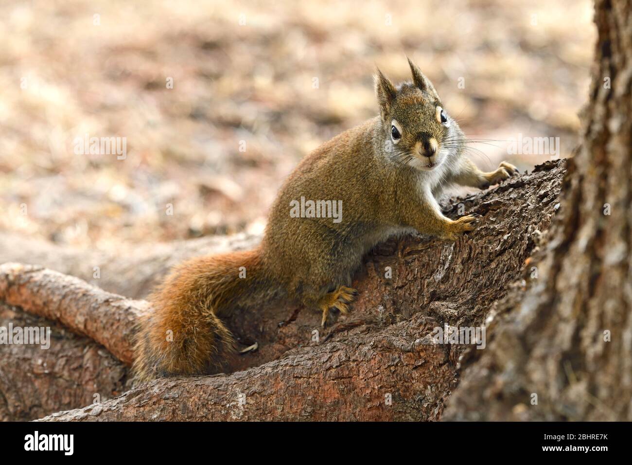 Un giovane scoiattolo rosso 'Tamiasciurus hudsonicus', che sale su un tronco di abete rosso nella campagna Alberta Canada. Foto Stock