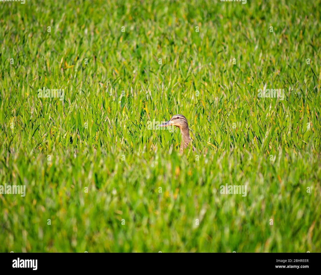 Anatra di mallardo femmina, Anas platyrhynchos, nascosto in campo di coltura, Lothian orientale, Scozia, Regno Unito Foto Stock