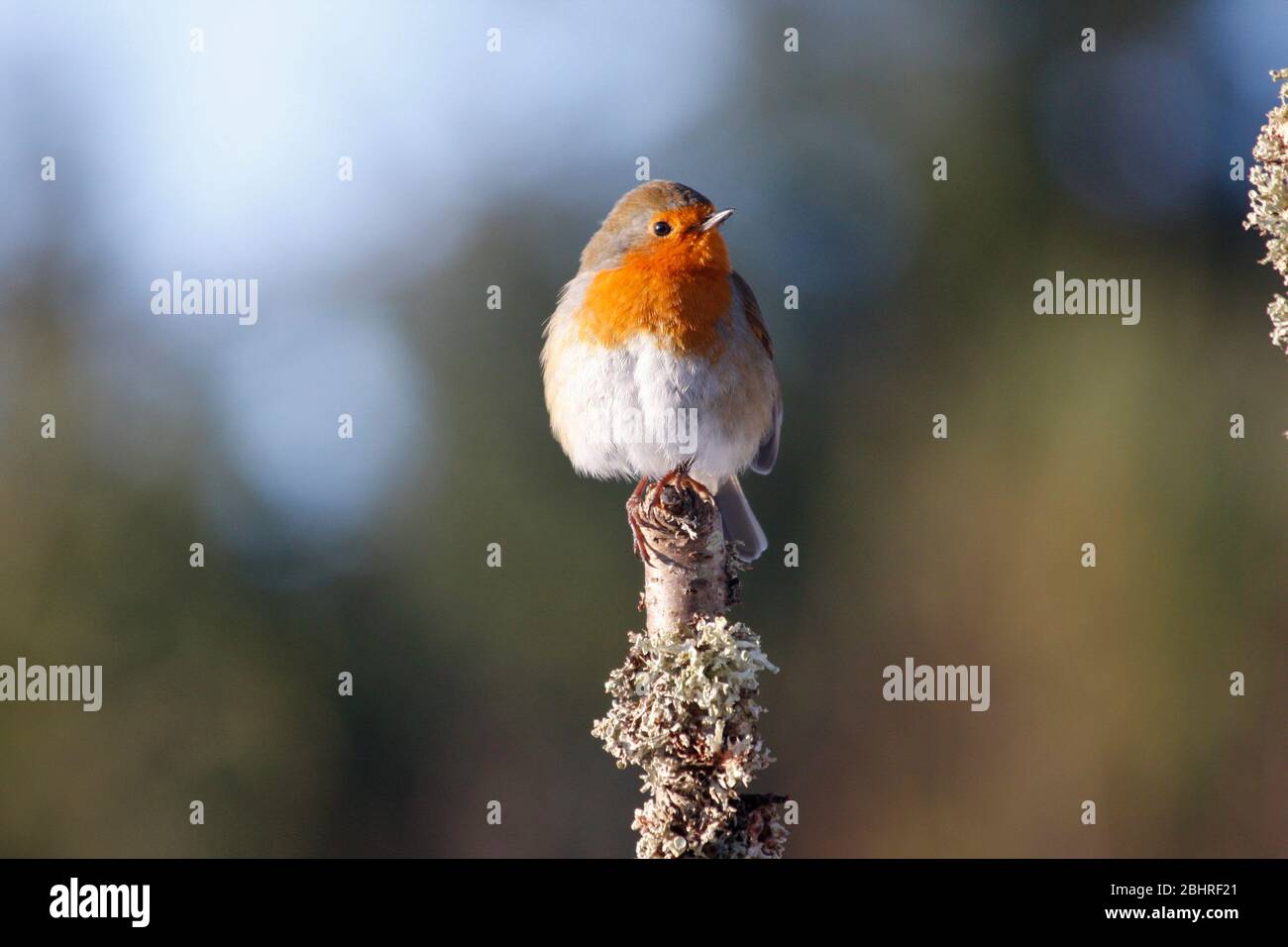 Robin Erithacus rubecula, Aberdeenshire Foto Stock