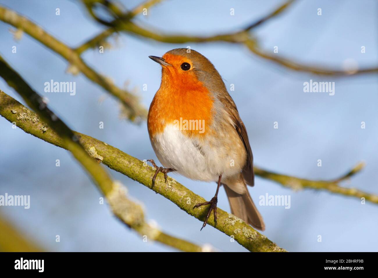 Robin Erithacus rubecula, arroccato in sycamore tree, Aberdeenshire Foto Stock