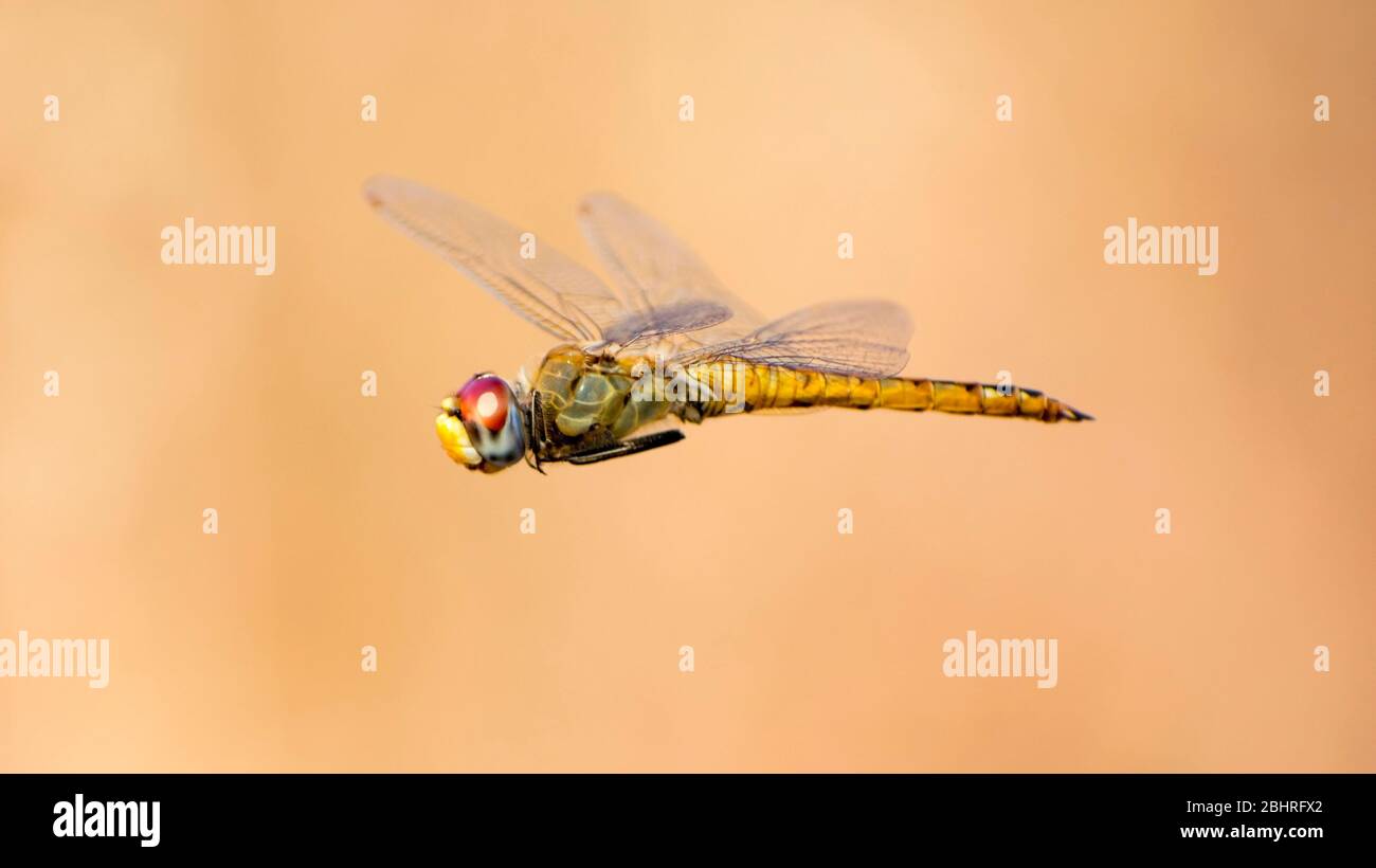 Arancione Dragonfly volare india Foto Stock