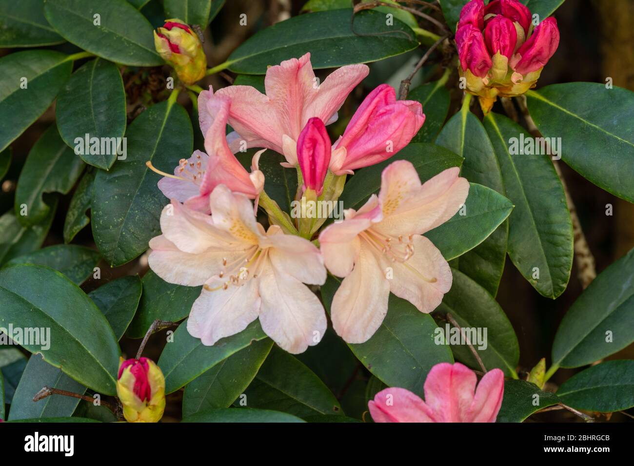 Rhodendron 'Percy Wiseman' pianta con fiore rosa di colore di peachy o fiorisce a fine aprile, Regno Unito Foto Stock