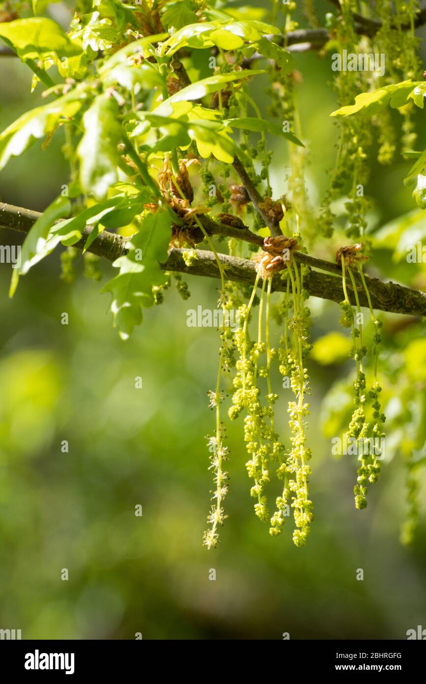 Albero di quercia sessile (Quercus petraea) nel mese di aprile con fiori maschi (cetrioli) appesi, Regno Unito Foto Stock