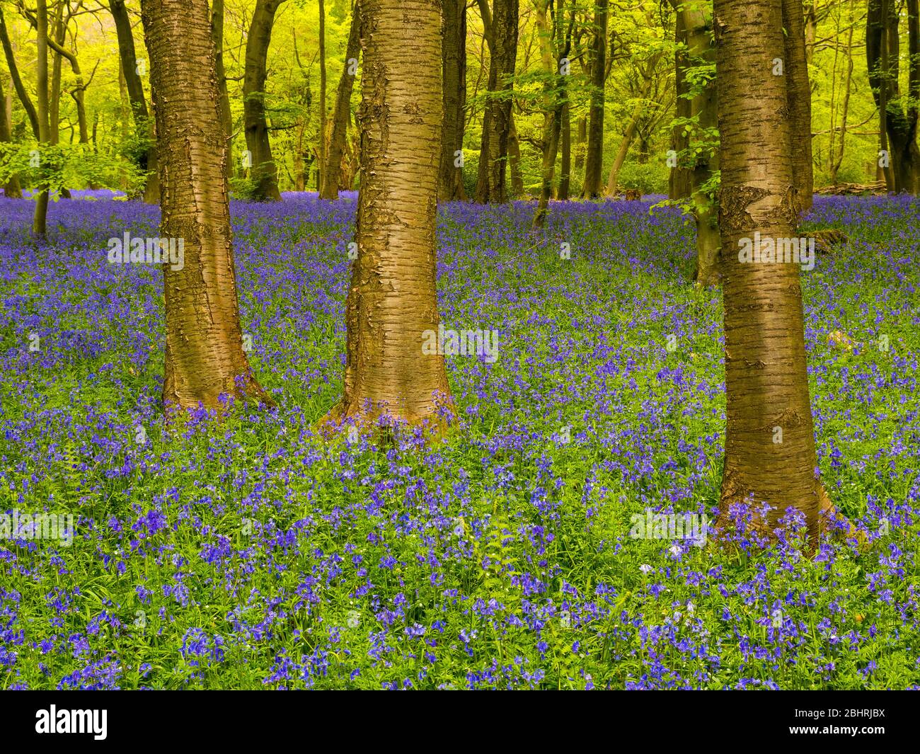 Spring Bluebell Woodland, Rockets Piece Wood, Checkendon, Oxfordshire, Inghilterra, Regno Unito, GB. Foto Stock