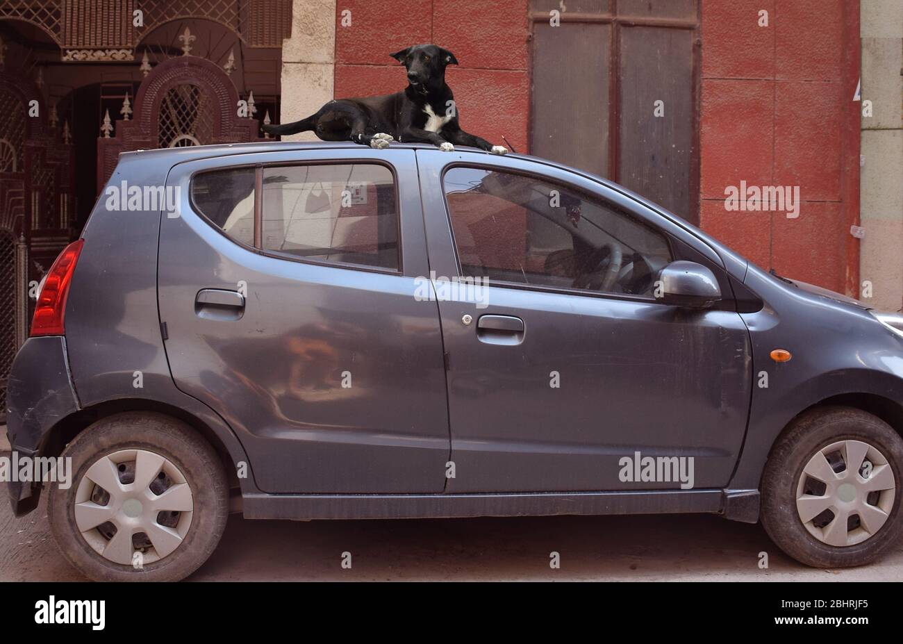 Foto o immagini divertenti di animali - colpo di Funny Indian Street o di cane vagato seduto sul tetto di un'auto Foto Stock