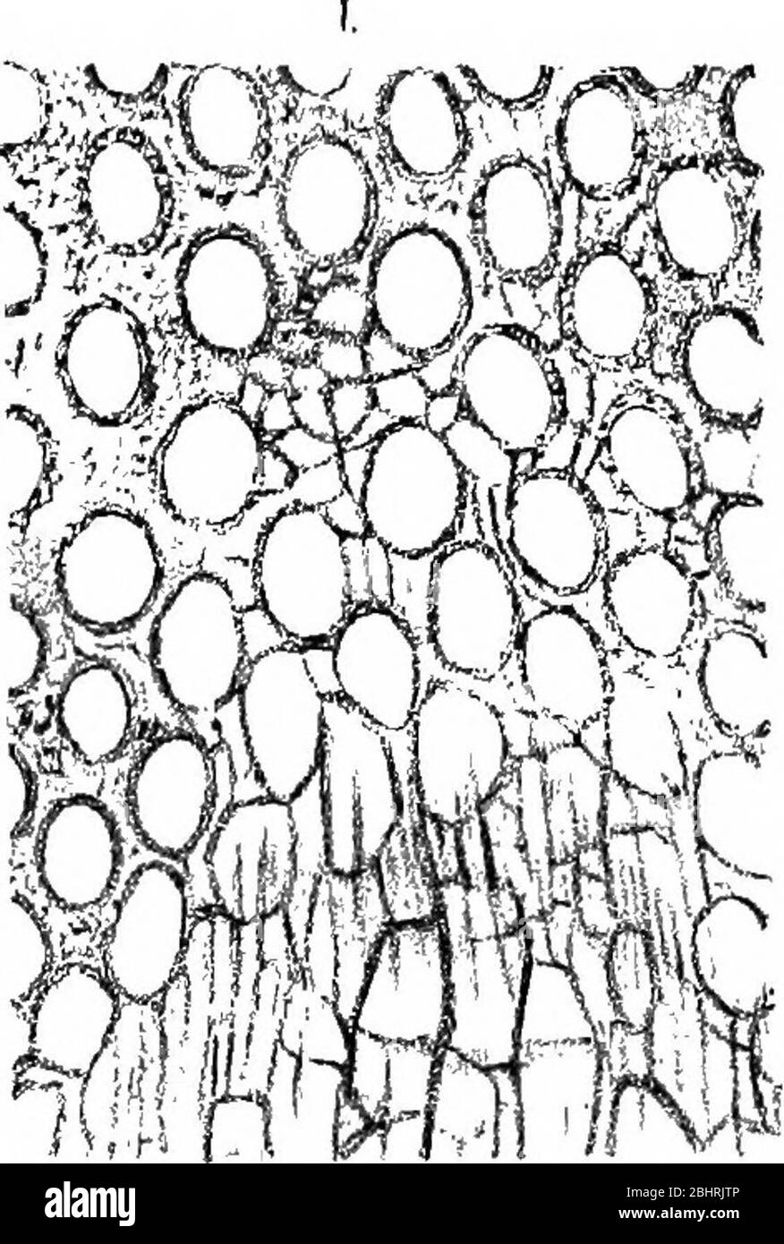 "I Bryozoi della bassa Siluriana nel Minnesota" (1893) Foto Stock