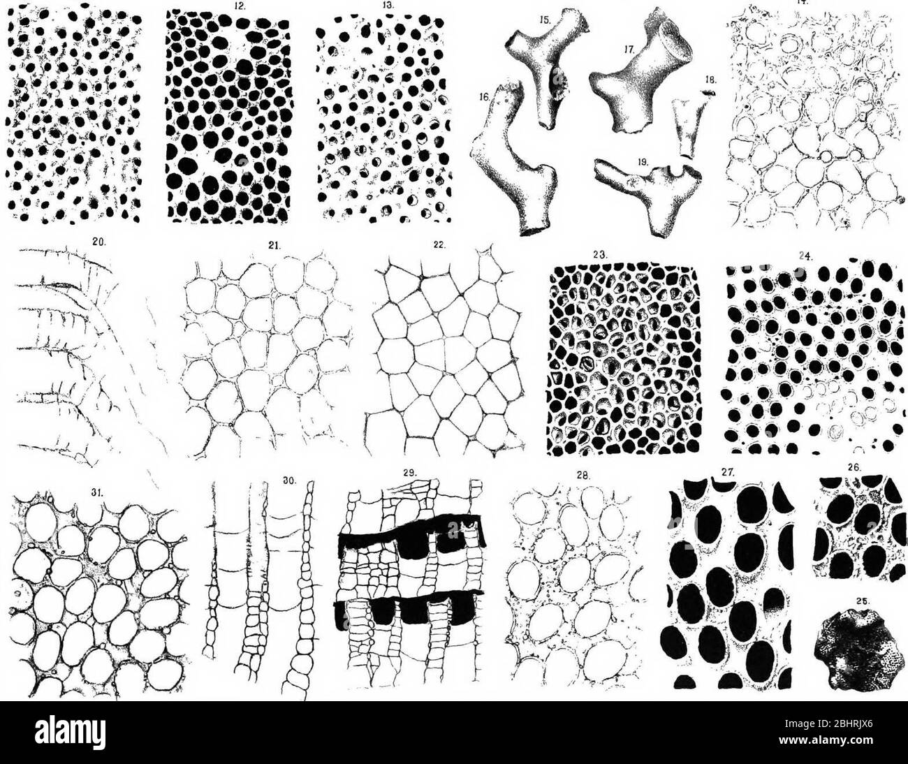 "I Bryozoi della bassa Siluriana nel Minnesota" (1893) Foto Stock