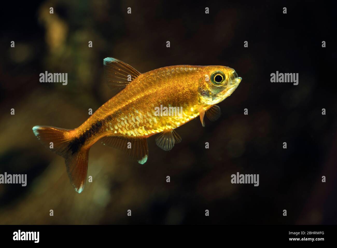 Punta d'argento tetra (Nome scientifico: Hasemania nana) in acquario d'acqua dolce Foto Stock