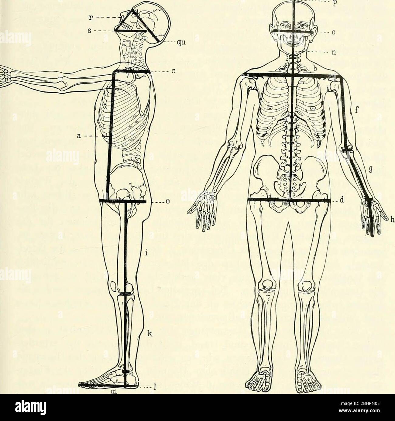 «Allgemeine und spezielle Physiologie des Menschenwachstums, für Anthropologen, Physiologen, Anatomen und Ärzte dargestellt» (1914) Foto Stock