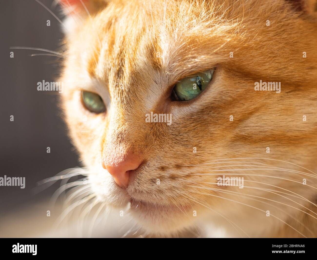Cute ginger gatto è guardare lato con interesse Foto Stock