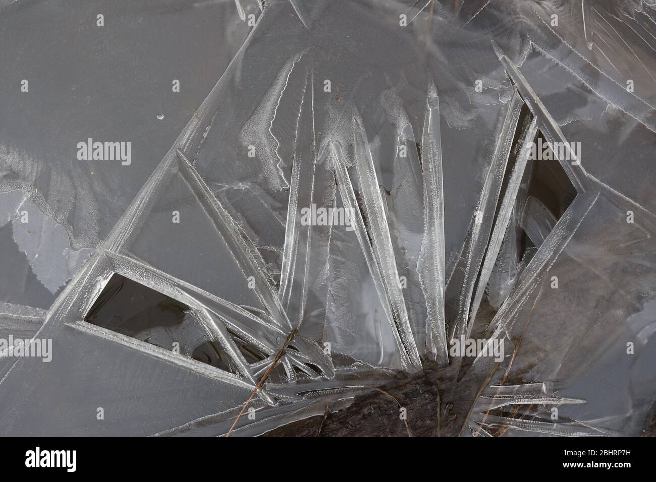Primo piano delle forme di ghiaccio filigrana e degli aghi su un piccolo flusso congelato, con qualche materia vegetale. Foto Stock