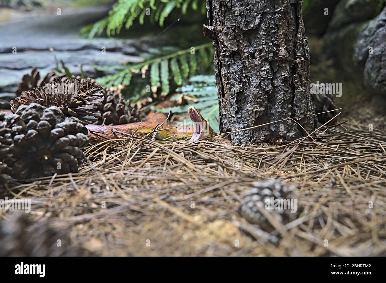Serpente che sbadia nello Zoo Australia nel suo terrarium Foto Stock