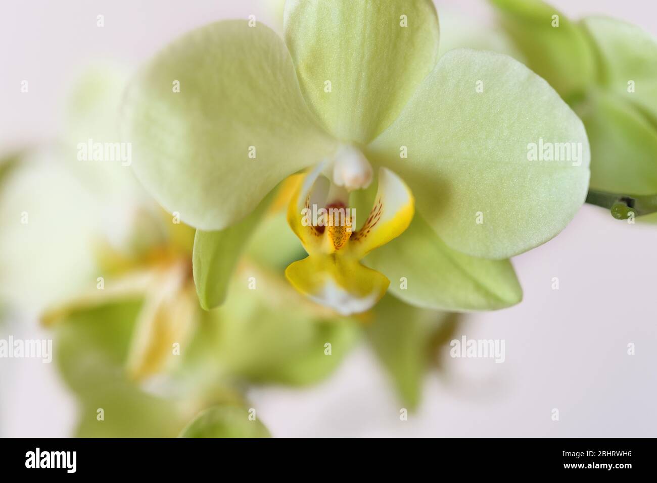 Bella orchidea giallo-verde fiore Cattleya Orchidee, Cattleya labiata isolato ot sfondo bianco. Macro fotografia, sfondo, motivo, selettivo Foto Stock