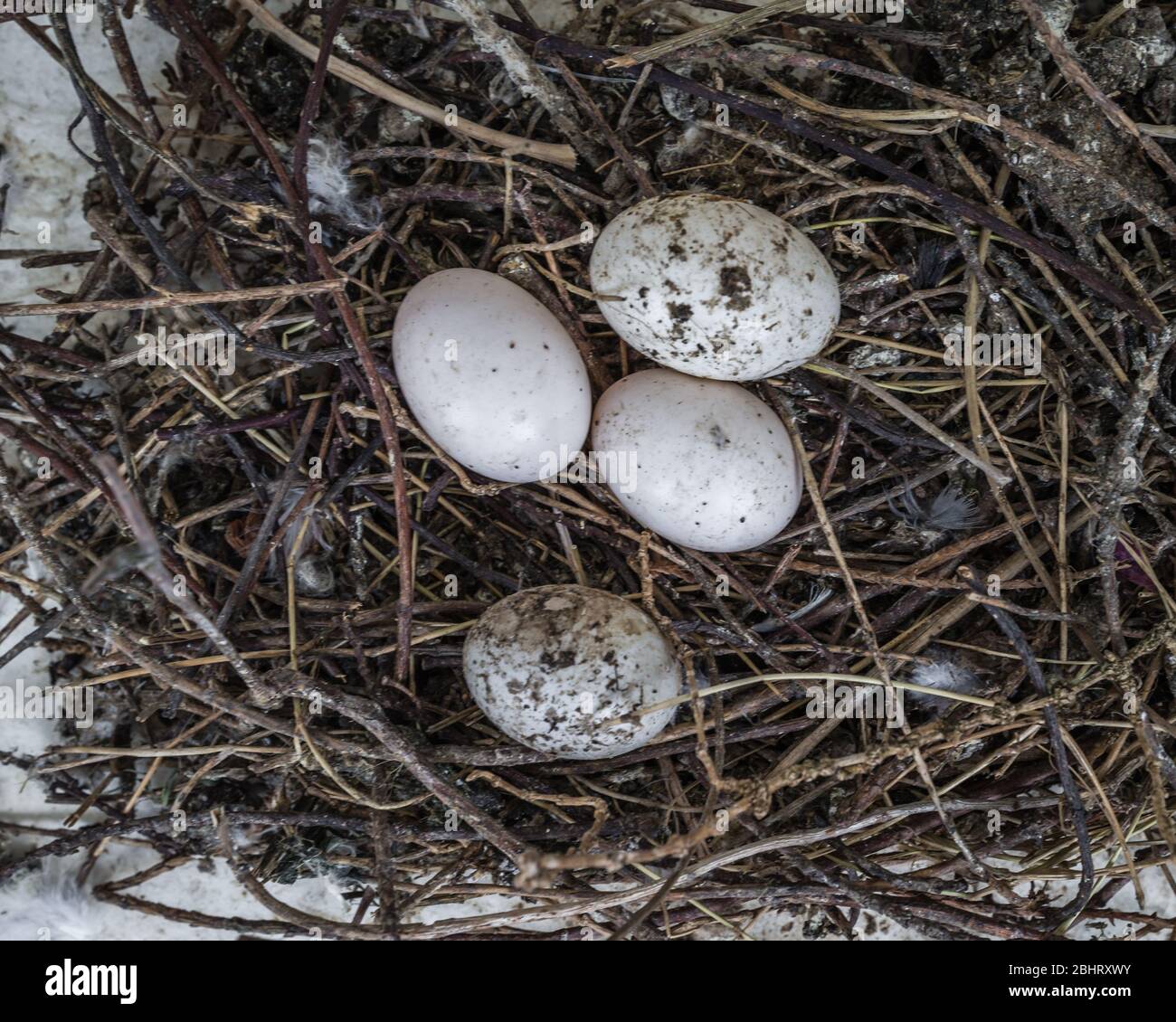 Uova di piccione abbandonate in un nido. Foto Stock