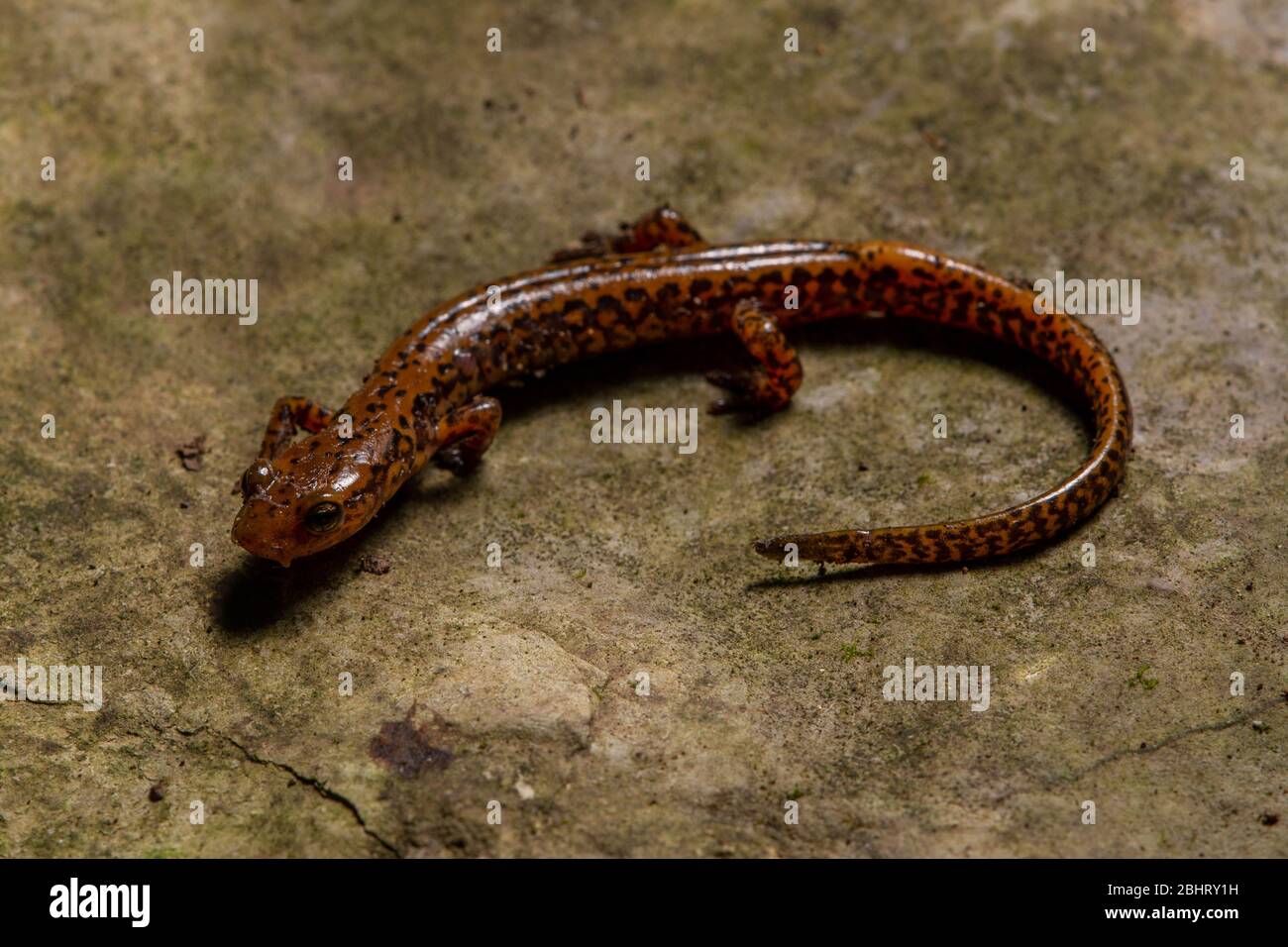 Salamander a coda lunga (Eurycea longicauda) dalla Union County, Illinois, USA. Foto Stock