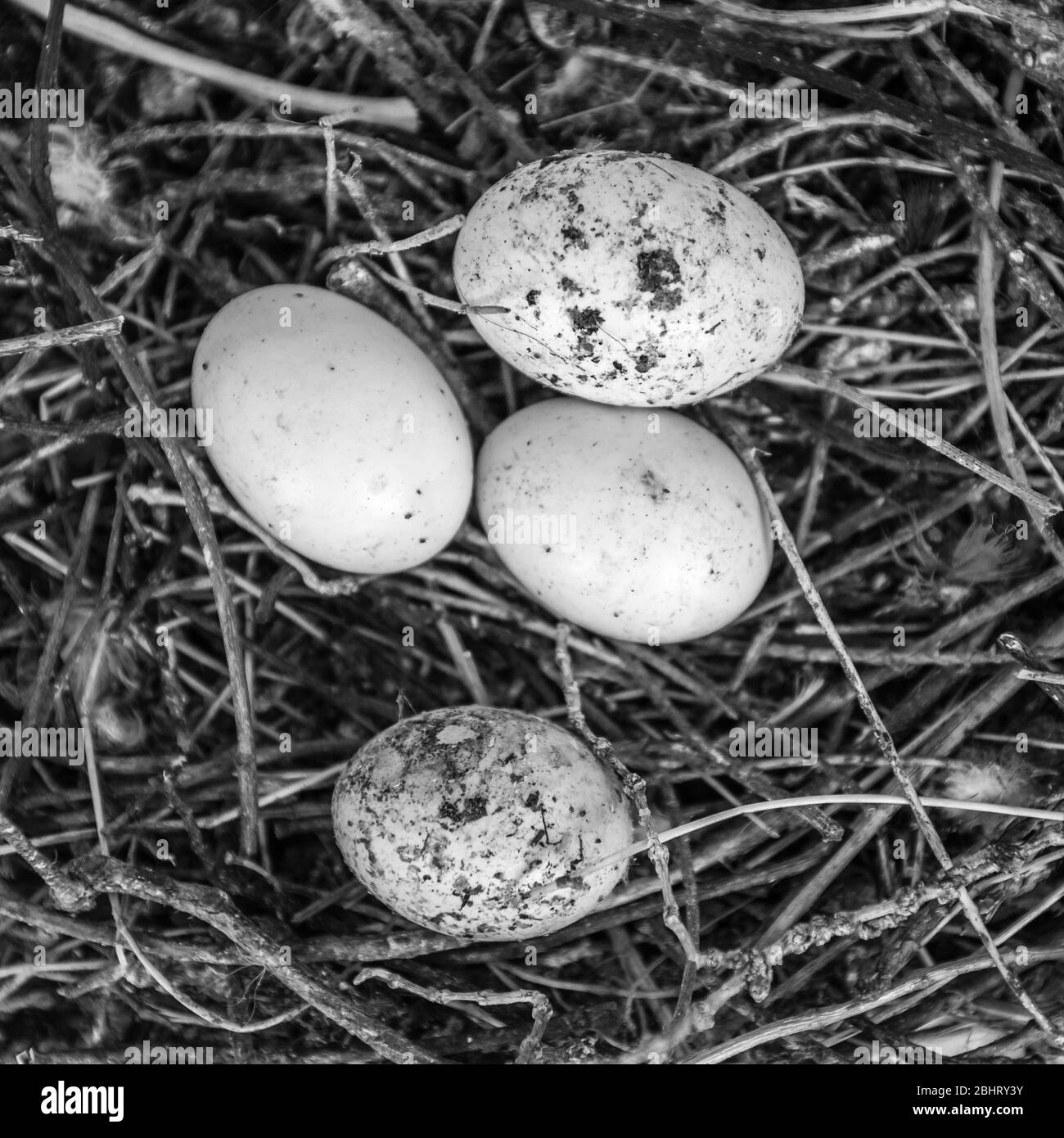 Immagine in bianco e nero di uova di piccione abbandonate in un nido. Foto Stock