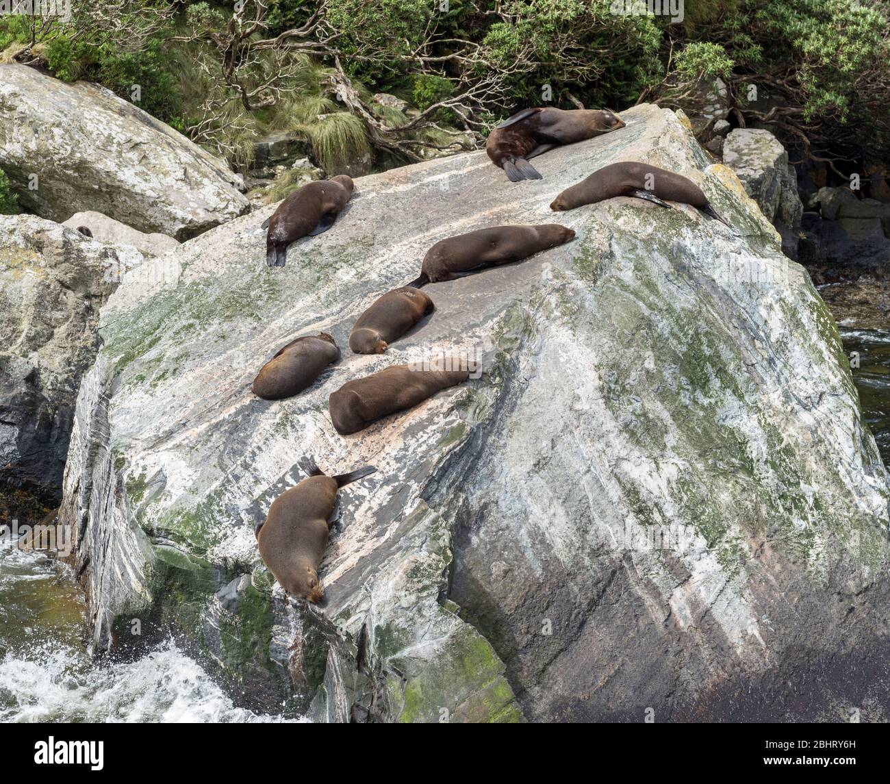 Foche di pelliccia della Nuova Zelanda (Arctocephalus forsteri), giace su una roccia a Milford Sound, Parco Nazionale di Fiordland, Southland, South Island, Nuova Zelanda Foto Stock
