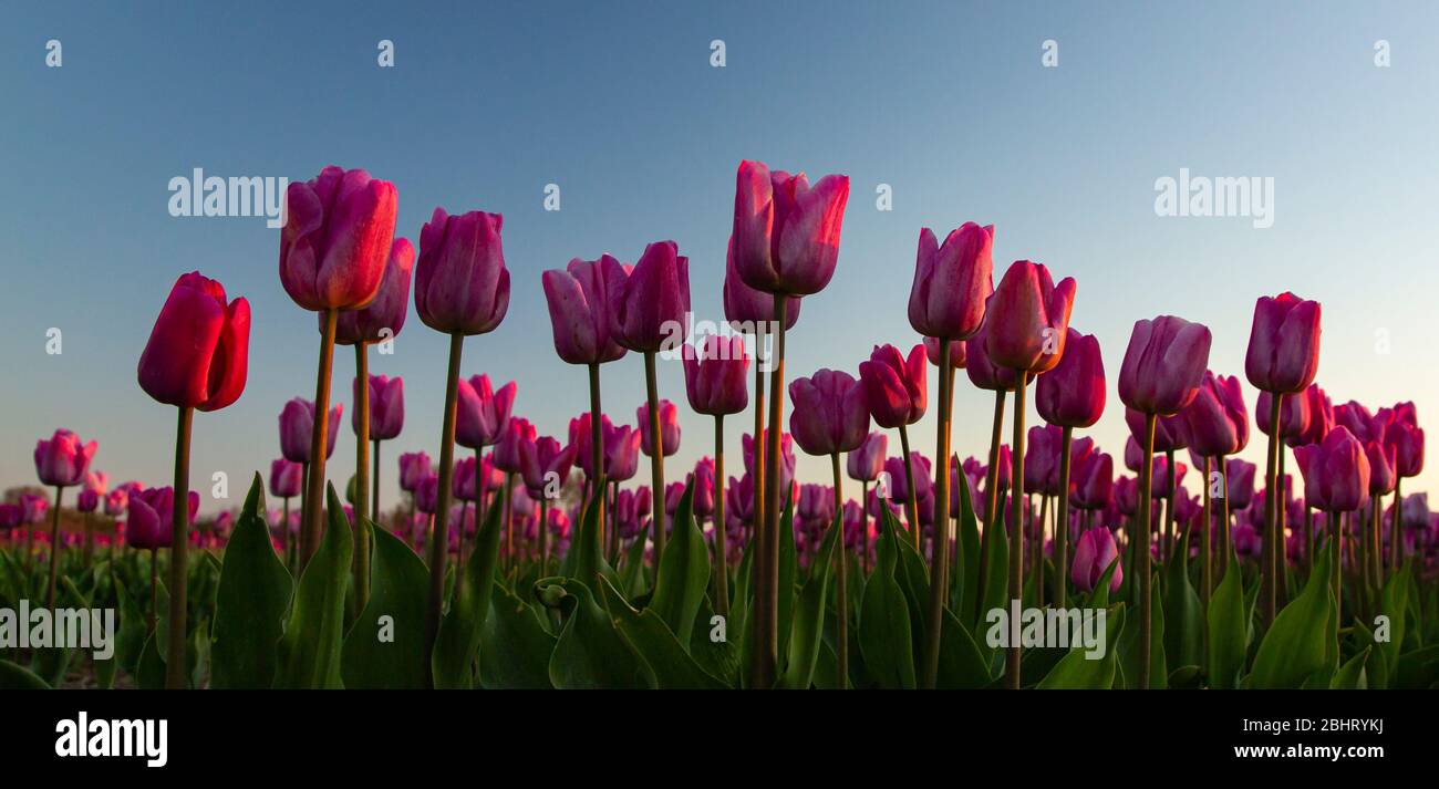 Primo piano di una fila di tulipani rosa contro un cielo blu nel sole di mattina presto, Limmen, Olanda Foto Stock