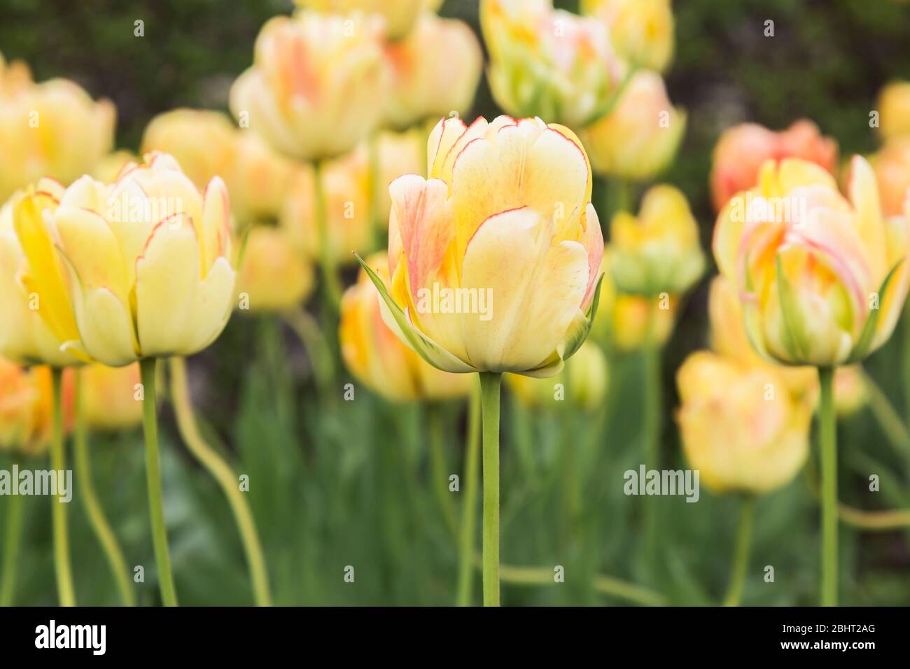 Tulipa ombreggiato giallo e rosa - fiori di tulipano in primavera Foto Stock