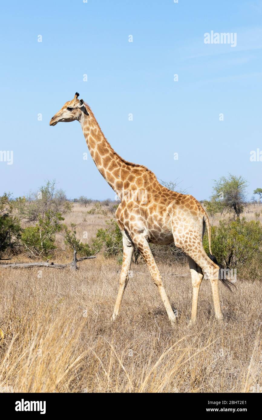 Giraffe (Giraffa camelopararlis giraffa), vista laterale di un adulto che cammina nella savana, Mpumalanga, Sudafrica Foto Stock