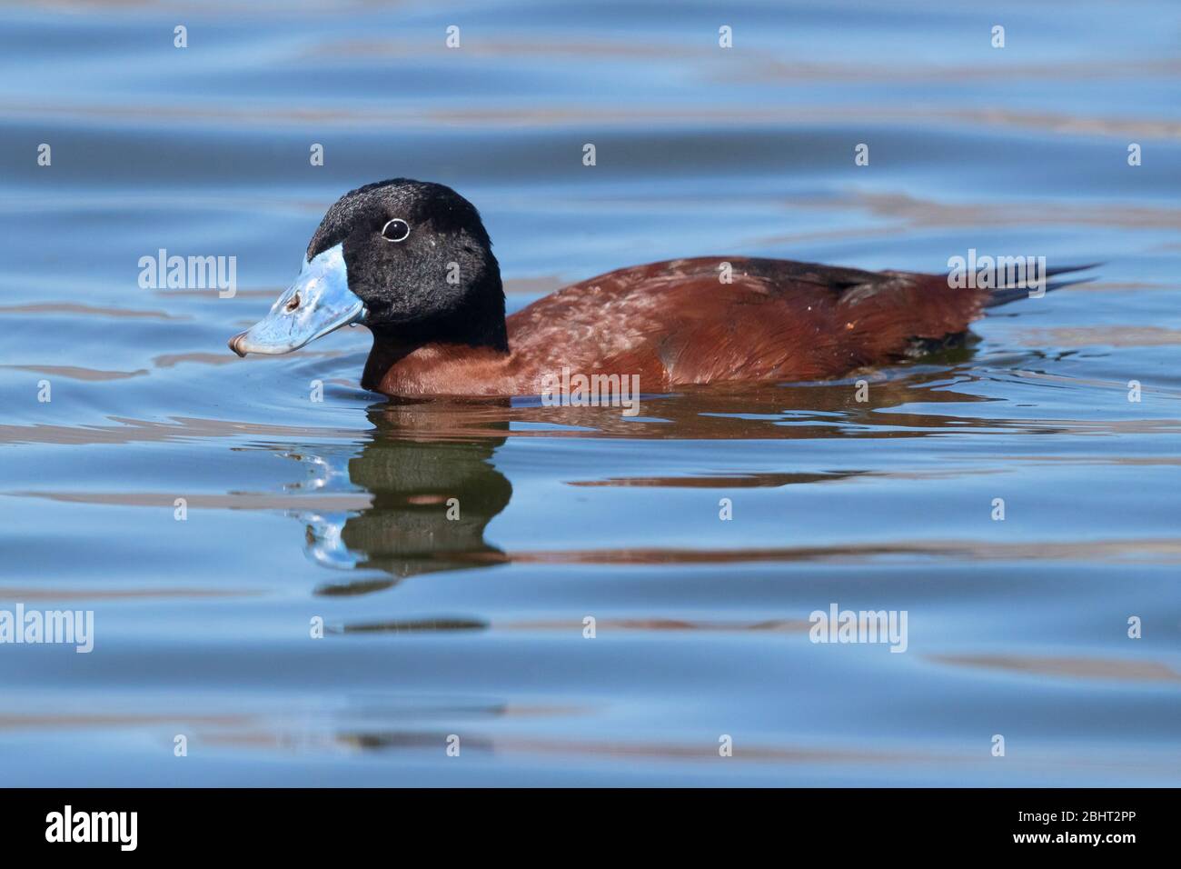 Maccoa Duck (Oxyura maccoa), adulto maschio nuoto in un lago, Capo Occidentale, Sud Africa Foto Stock