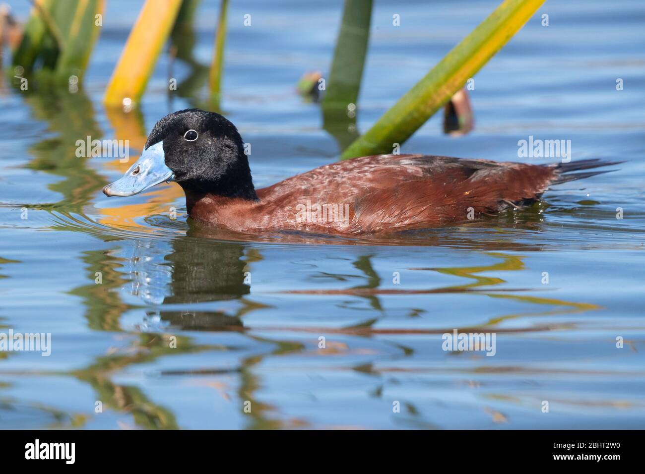 Maccoa Duck (Oxyura maccoa), vista laterale di un adulto maschio nuoto in un lago, Capo Occidentale, Sud Africa Foto Stock