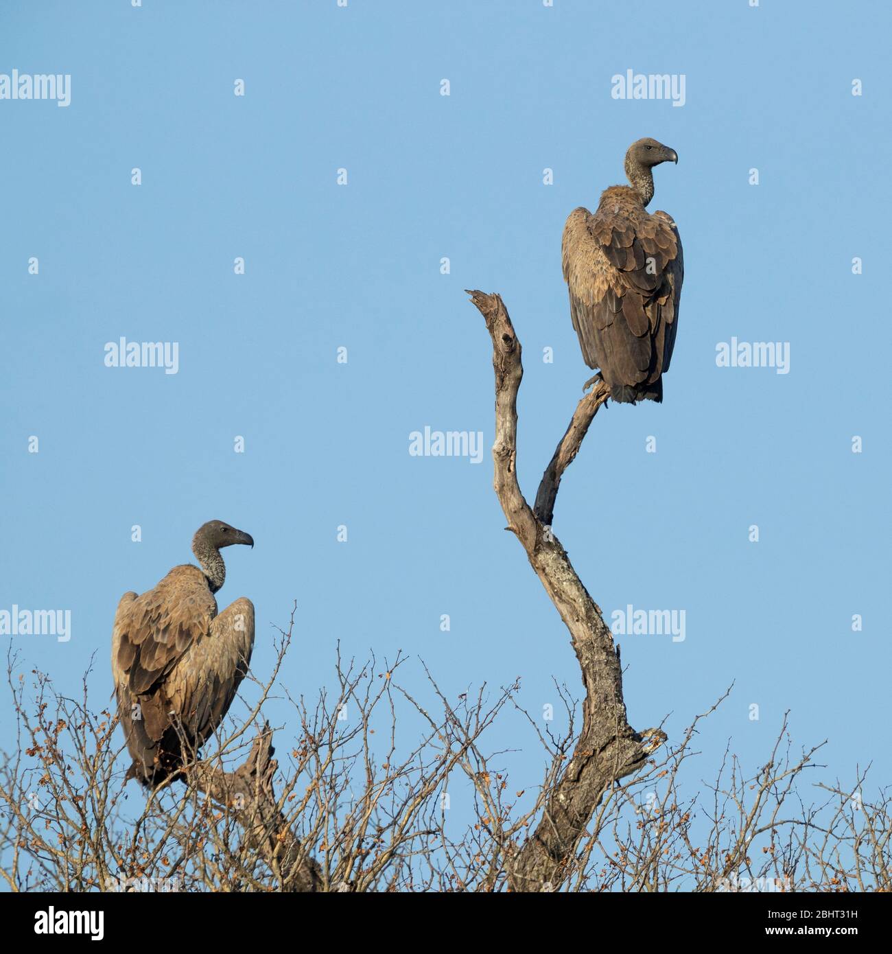 Vulture (Ghips africanus), due immatures arroccato su un albero morto, Mpumalanga, Sudafrica Foto Stock