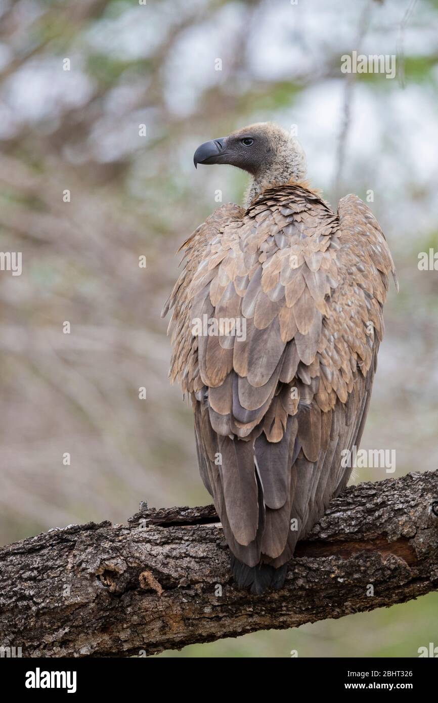 Vulture con fondo bianco (Gyps africanus), secondo anno individuale arroccato su un ramo, Mpumalanga, Sudafrica Foto Stock