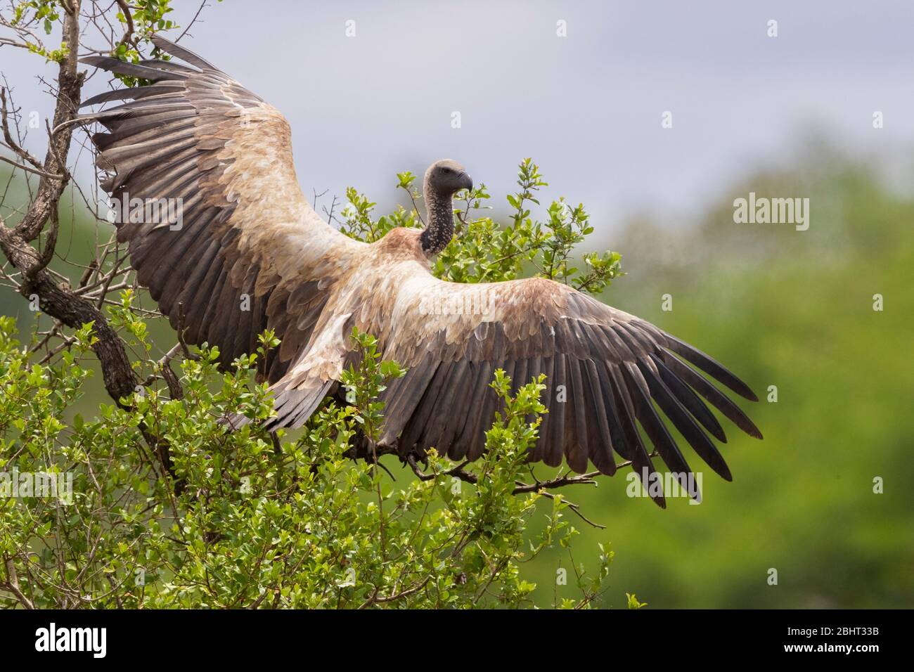Vulture bianco-backed (Ghips africanus), immaturo arroccato su un albero che sparge le sue ali, Mpumalanga, Sudafrica Foto Stock