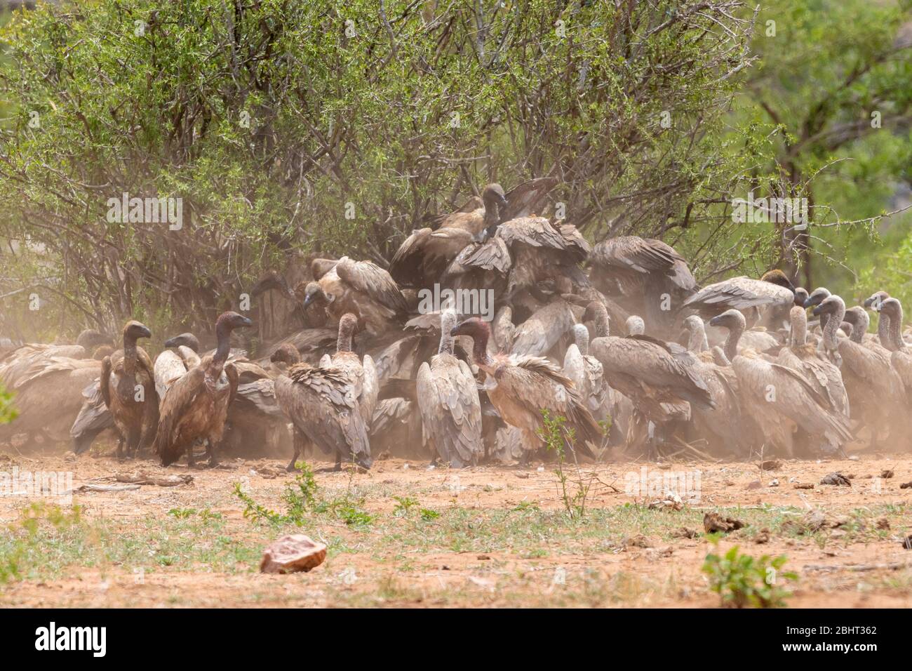 Vulture bianco-backed (Gyps africanus), un grande gregge che si nutrono su una carcassa, Mpumalanga, Sudafrica Foto Stock