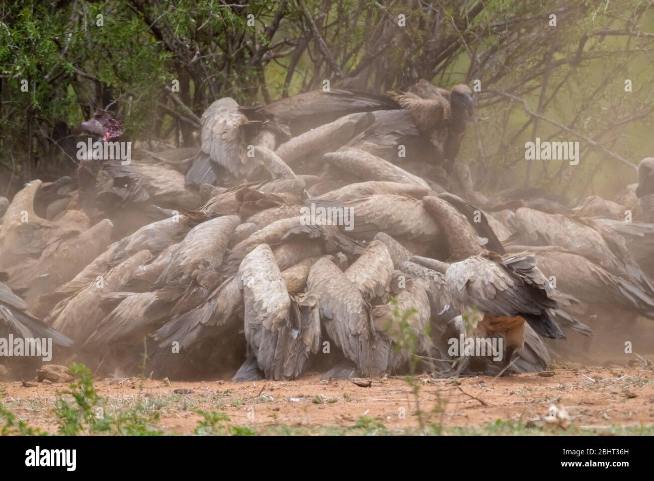 Vulture bianco-backed (Gyps africanus), un gregge che si nutrono su una carcassa, Mpumalanga, Sudafrica Foto Stock