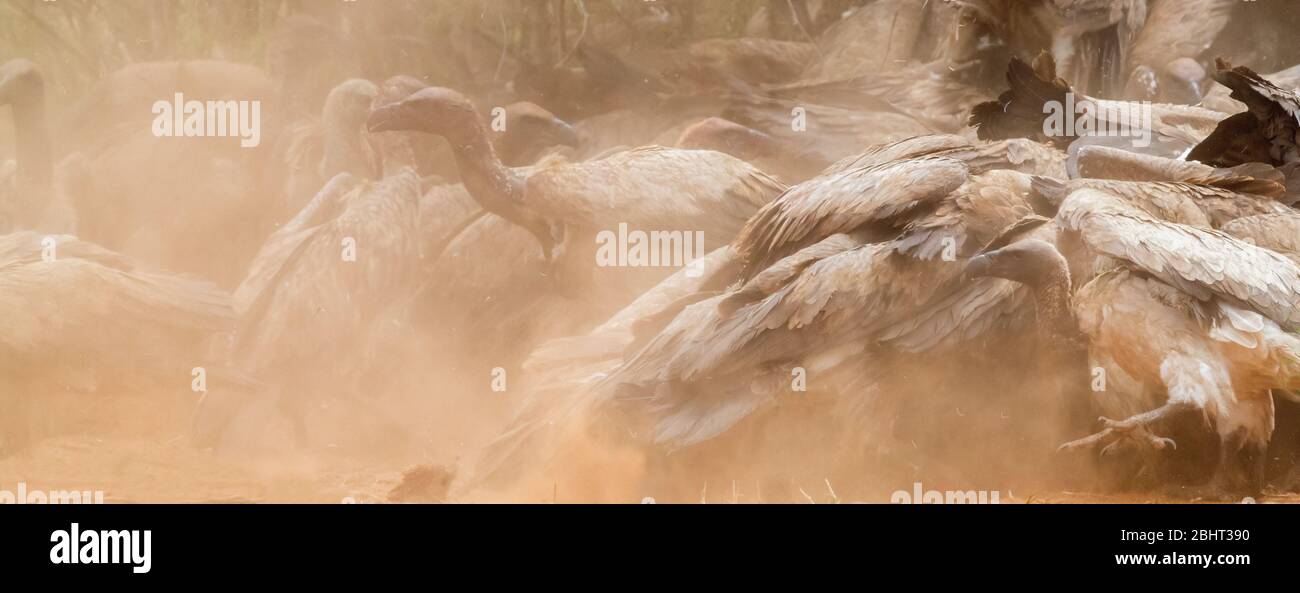 Vulture bianco-backed (Gyps africanus), flock che si nutrono su una carcassa, Mpumalanga, Sudafrica Foto Stock