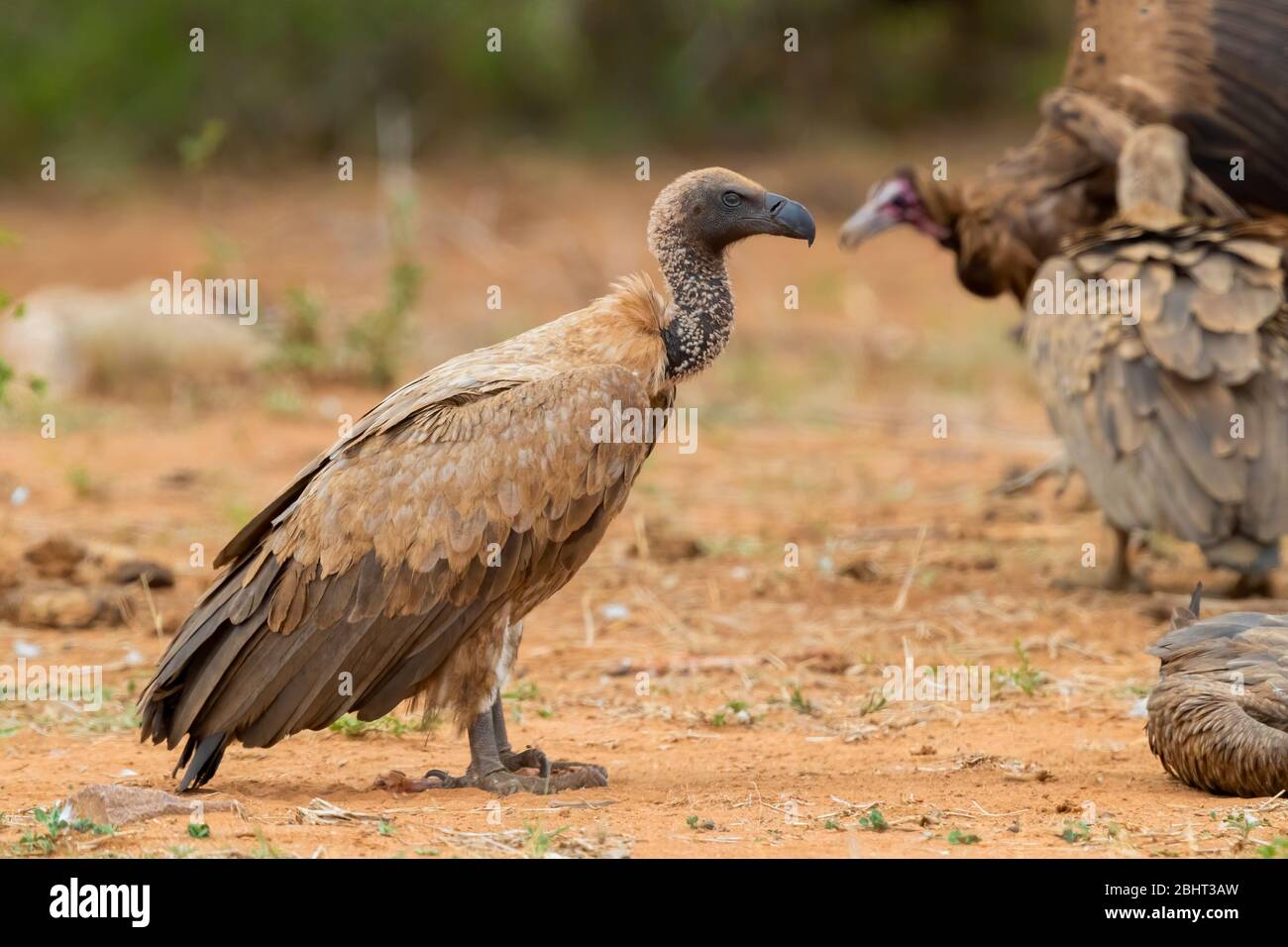 Vulture bianco-backed (Gyps africanus), vista laterale di un'immatura che si erge sul terreno, Mpumalanga, Sudafrica Foto Stock