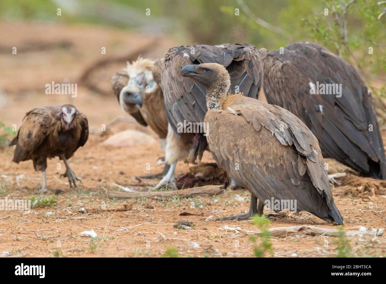 Vulture bianco-backed (Ghips africanus), immature che stanno sul terreno insieme ad altri avvoltoi, Mpumalanga, Sudafrica Foto Stock