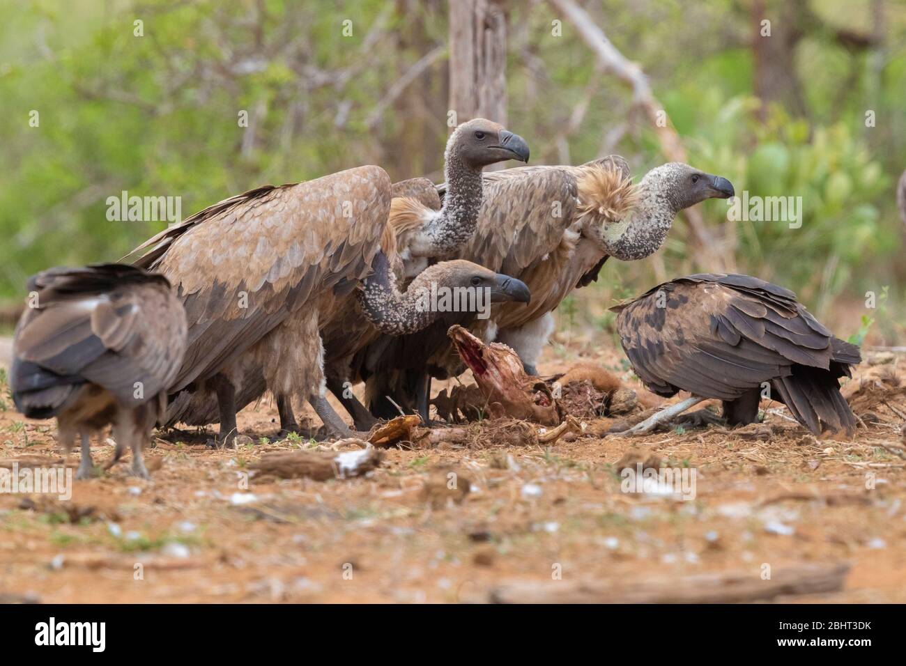 Vulture bianco-backed (Ghips africanus), immature che si nutrono su una carcassa, Mpumalanga, Sudafrica Foto Stock