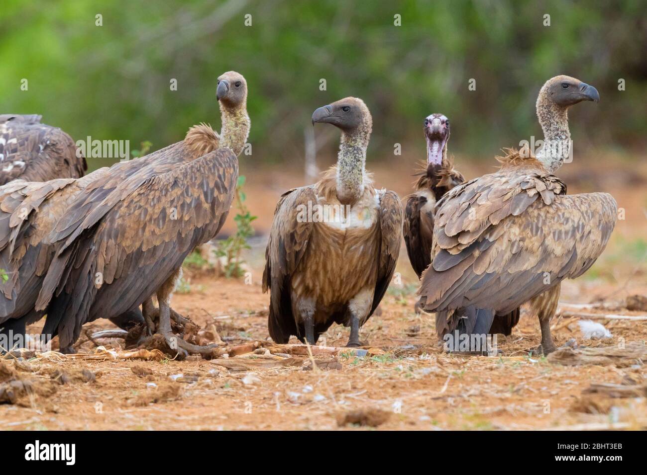 Vulture con dorso bianco (Ghips africanus), immature in piedi a terra insieme a una Vultura con cappuccio, Mpumalanga, Sudafrica Foto Stock