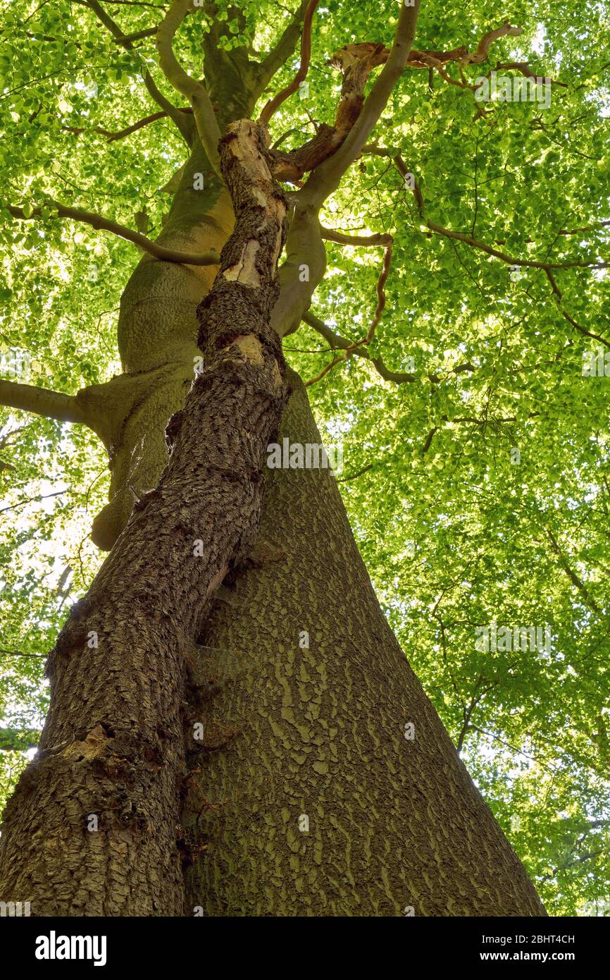 Due alberi intrecciati. Un faggio grande e una piccola quercia Foto Stock